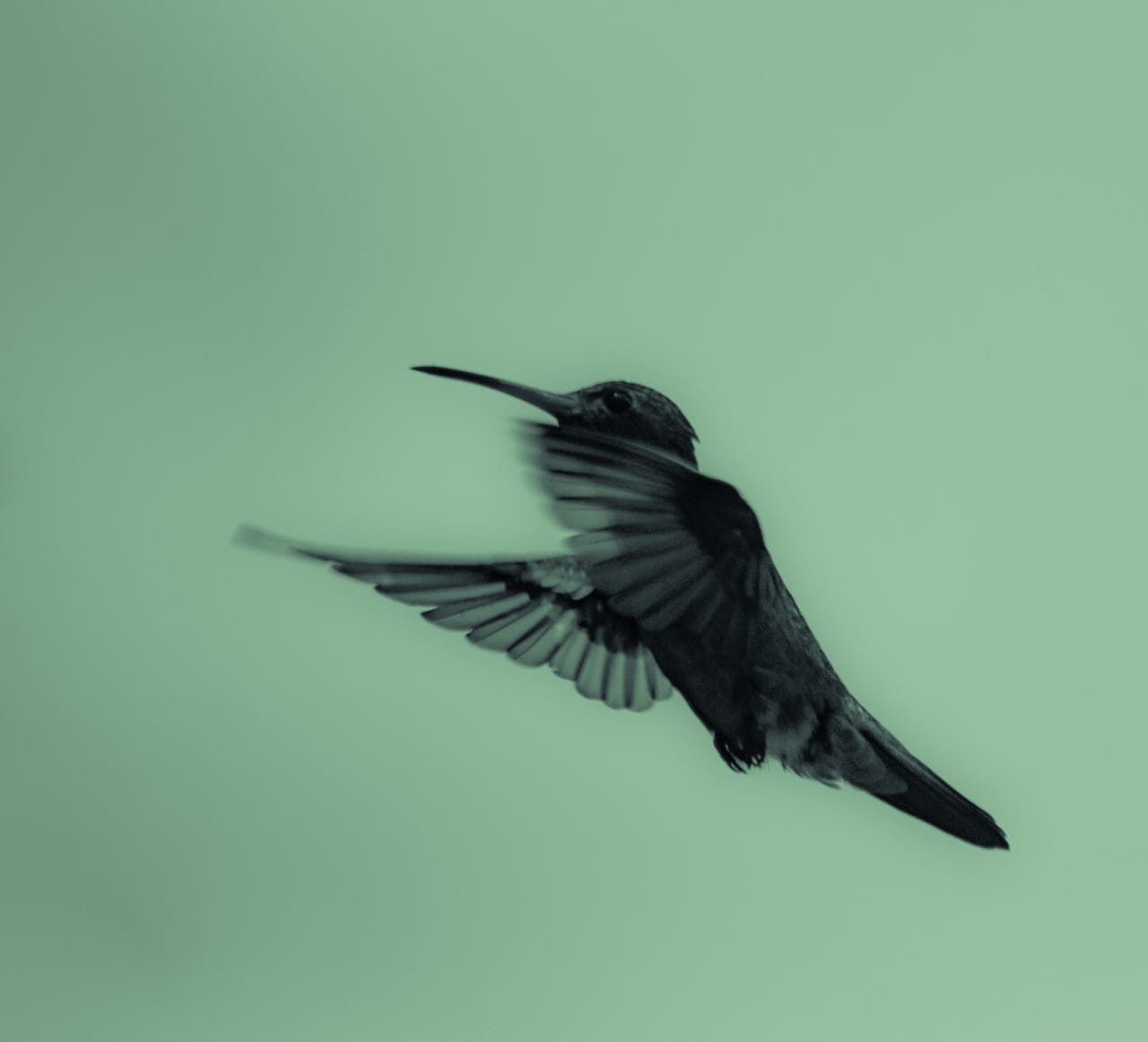 colibri volando
