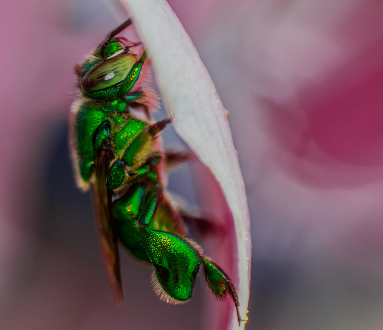 macro insecto verde
