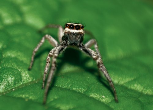 macro araña mirando a camara