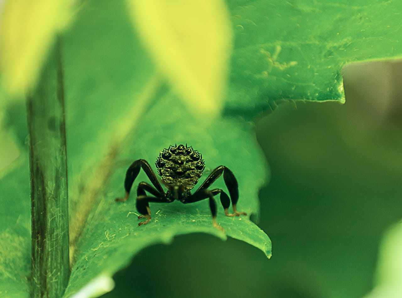 macro araña entre hojas